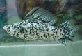 /album/hs-peixes-ornamentais/molinesia-dalmata-jpg/